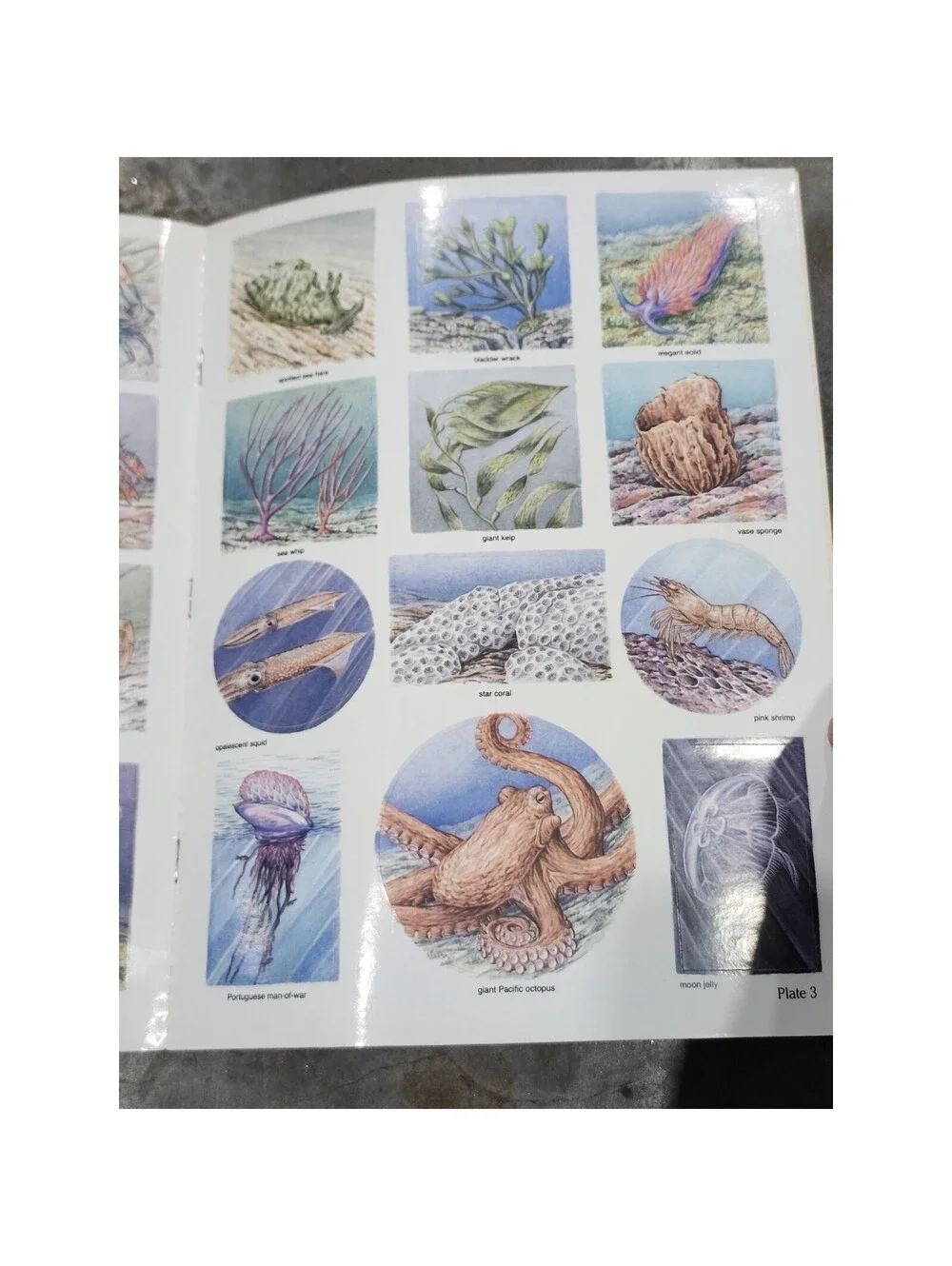 SEA LIFE STICKERS IN FULL COLOR: 48 PRESSURE-SENSITIVE By Valerie Kells